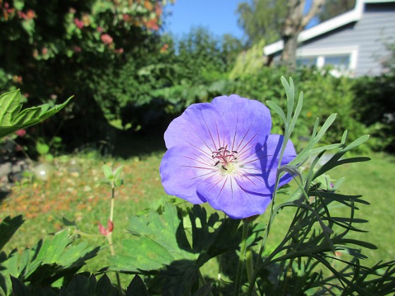 Trädgårdsnäva  
                                 
2016-06-19 Trädgårdsnäva_0029  
Granudden  
Färjestaden  
Öland