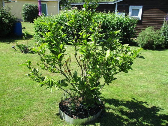 Magnolia  
                                 
2016-06-22 Magnolia_0071  
Granudden  
Färjestaden  
Öland