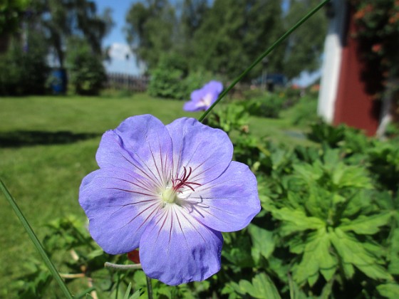 Trädgårdsnäva {  } 