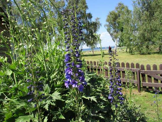 Trädgårdsriddarsporre {  } 