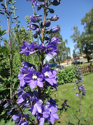 Trädgårdsriddarsporre  
                                 
2016-06-22 Trädgårdsriddarsporre_0030  
Granudden  
Färjestaden  
Öland