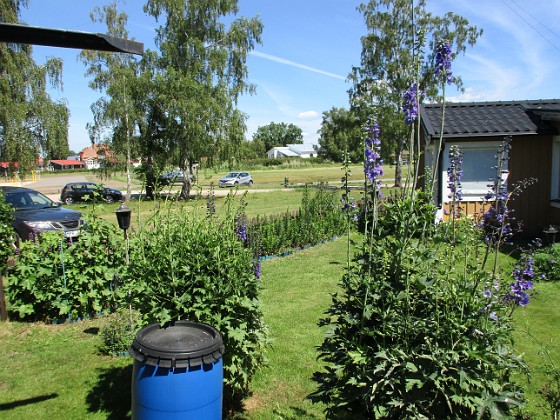 Trädgårdsriddarsporre  
                                 
2016-06-22 Trädgårdsriddarsporre_0041  
Granudden  
Färjestaden  
Öland