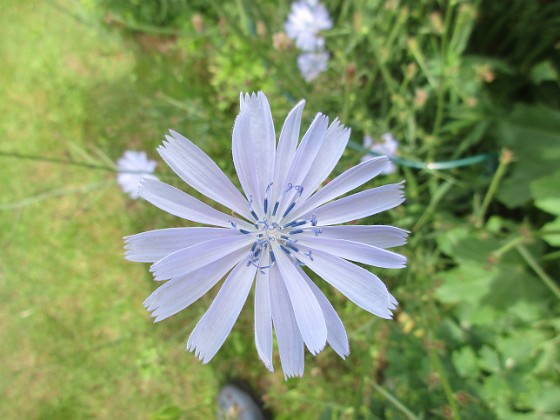 Cikoria 
                               Denna växt ser man ofta längs vägkanterna på Öland.