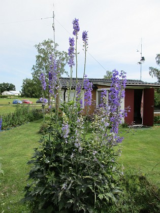 Riddarsporre  
                               Vackra blå färger i olika skiftningar.  
2016-06-29 Riddarsporre_0008  
Granudden  
Färjestaden  
Öland