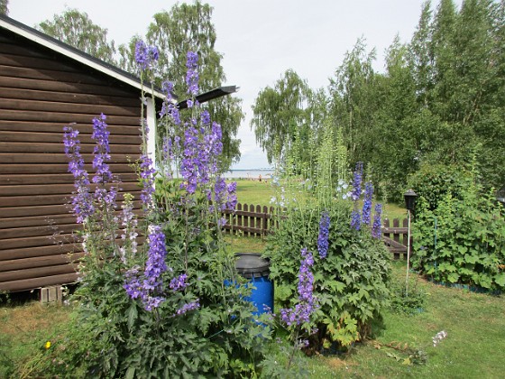 Riddarsporre  
                                 
2016-06-29 Riddarsporre_0025  
Granudden  
Färjestaden  
Öland