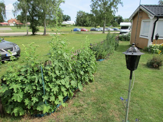 Stockros  
                                 
2016-06-29 Stockros_0006  
Granudden  
Färjestaden  
Öland