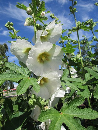 Stockros  
                                 
2016-07-07 Stockros_0004  
Granudden  
Färjestaden  
Öland