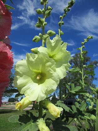 Stockros  
                                 
2016-07-07 Stockros_0013a  
Granudden  
Färjestaden  
Öland