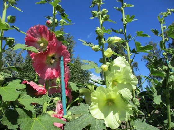 Stockros  
                                 
2016-07-07 Stockros_0014  
Granudden  
Färjestaden  
Öland