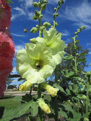 Stockros  
                                 
2016-07-07 Stockros_0015a  
Granudden  
Färjestaden  
Öland