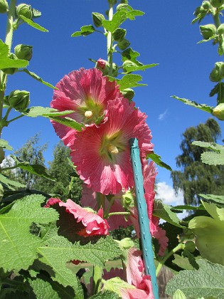 Stockros  
                                 
2016-07-07 Stockros_0016  
Granudden  
Färjestaden  
Öland