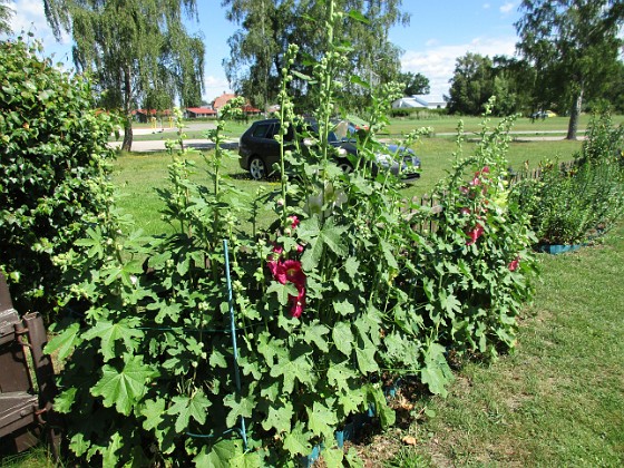 Stockros  
                                 
2016-07-07 Stockros_0019  
Granudden  
Färjestaden  
Öland