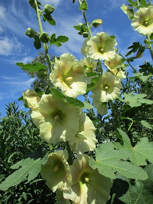 Stockros  
                                 
2016-07-07 Stockros_0027  
Granudden  
Färjestaden  
Öland