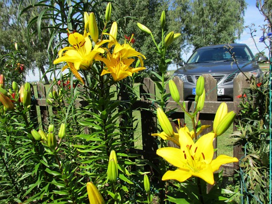 Stockros  
                                 
2016-07-10 Lilja_0009  
Granudden  
Färjestaden  
Öland