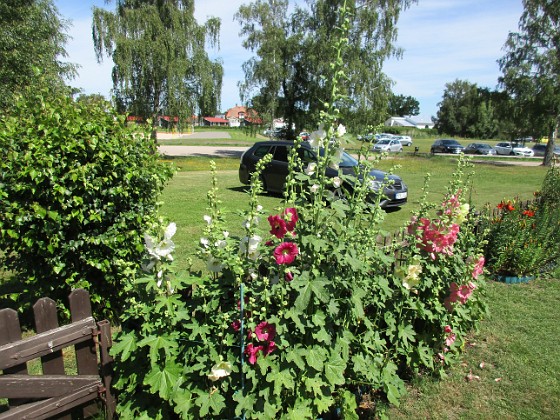 Stockros  
                                 
2016-07-10 Stockros_0016  
Granudden  
Färjestaden  
Öland