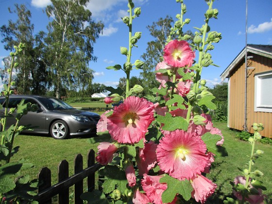 Stockros  
                                 
2016-07-10 Stockros_0025  
Granudden  
Färjestaden  
Öland