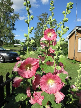 Stockros  
                                 
2016-07-10 Stockros_0026a  
Granudden  
Färjestaden  
Öland