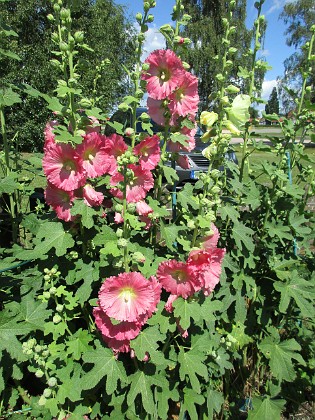 Stockros  
                                 
2016-07-10 Stockros_0027  
Granudden  
Färjestaden  
Öland