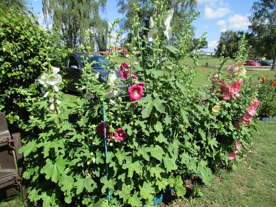 Stockros  
                                 
2016-07-10 Stockros_0028  
Granudden  
Färjestaden  
Öland