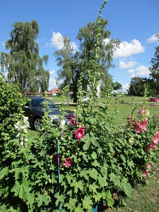 Stockros  
                                 
2016-07-10 Stockros_0029  
Granudden  
Färjestaden  
Öland