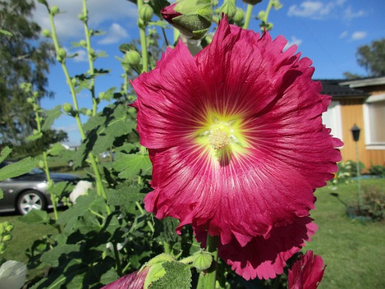 Stockros  
                                 
2016-07-10 Stockros_0031  
Granudden  
Färjestaden  
Öland