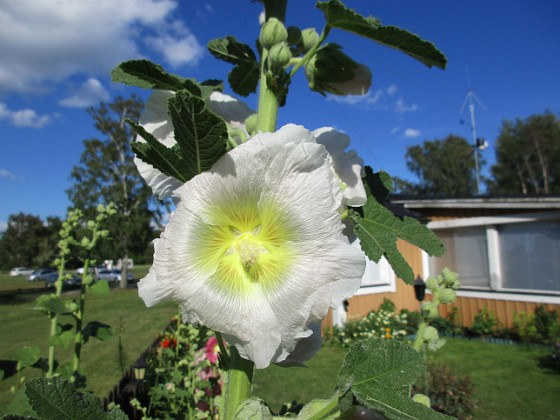 Stockros  
                                 
2016-07-10 Stockros_0033  
Granudden  
Färjestaden  
Öland