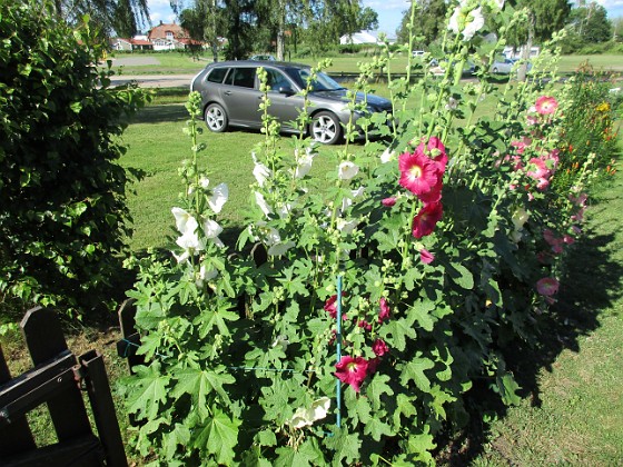 Stockros  
                                 
2016-07-10 Stockros_0034  
Granudden  
Färjestaden  
Öland