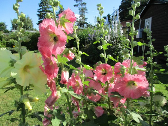 Stockros  
                                 
2016-07-10 Stockros_0035  
Granudden  
Färjestaden  
Öland