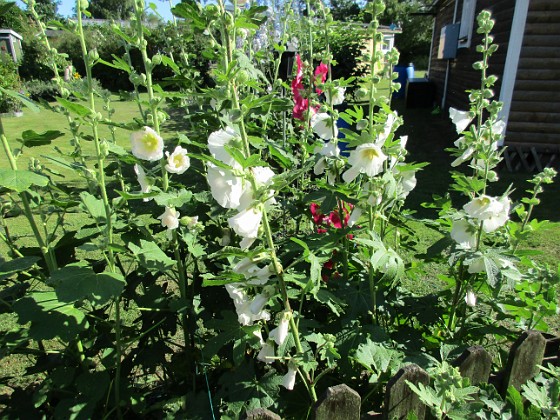 Stockros  
                                 
2016-07-10 Stockros_0036  
Granudden  
Färjestaden  
Öland