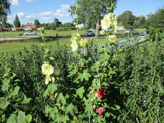 Stockros  
                                 
2016-07-10 Stockros_0048  
Granudden  
Färjestaden  
Öland