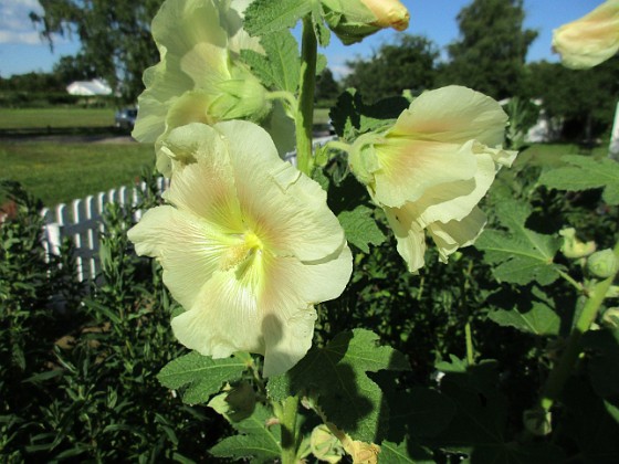 Stockros  
                                 
2016-07-10 Stockros_0050  
Granudden  
Färjestaden  
Öland