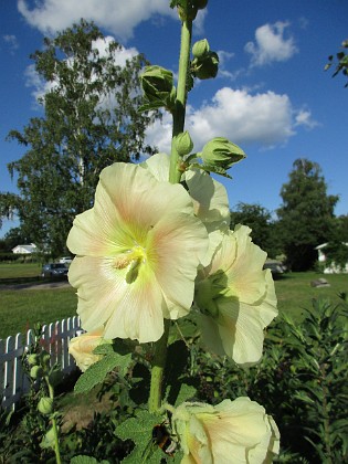 Stockros  
                                 
2016-07-10 Stockros_0051  
Granudden  
Färjestaden  
Öland