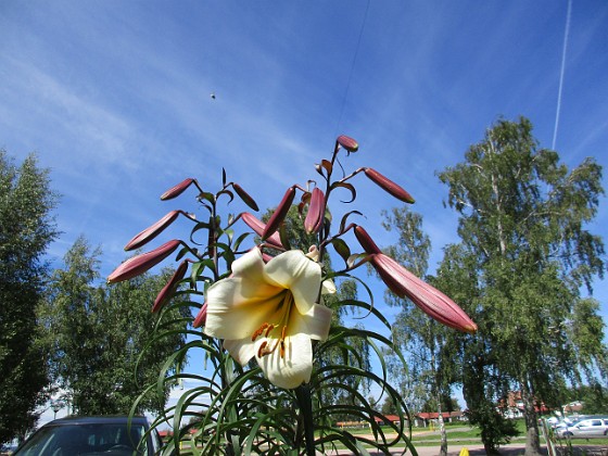 Basunlilja  
                                 
2016-07-18 Basunlilja_0007  
Granudden  
Färjestaden  
Öland