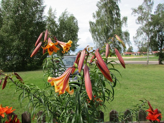 Basunlilja  
                                 
2016-07-18 Basunlilja_0062  
Granudden  
Färjestaden  
Öland