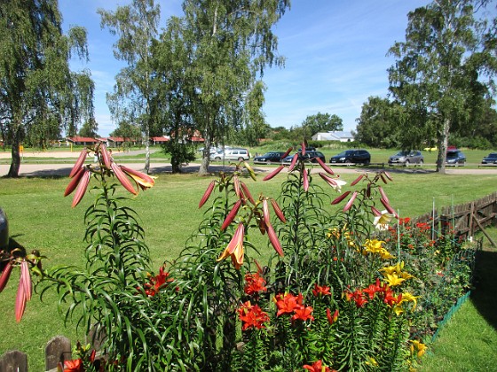 Liljor  
                                 
2016-07-18 Liljor_0001  
Granudden  
Färjestaden  
Öland