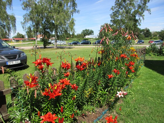Liljor  
                                 
2016-07-18 Liljor_0026 (2)  
Granudden  
Färjestaden  
Öland
