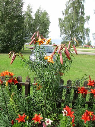 Llijor  
                                 
2016-07-18 Liljor_0066  
Granudden  
Färjestaden  
Öland