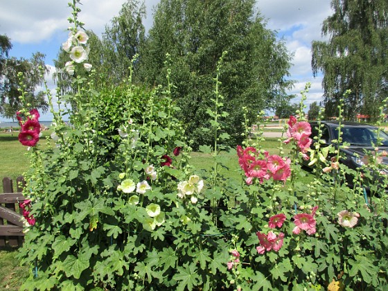 Stockros  
                                 
2016-07-18 Stockros_0009  
Granudden  
Färjestaden  
Öland