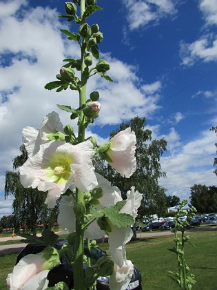 Stockros  
                                 
2016-07-18 Stockros_0011  
Granudden  
Färjestaden  
Öland