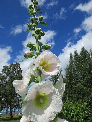 Stockros  
                                 
2016-07-18 Stockros_0012  
Granudden  
Färjestaden  
Öland