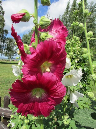 Stockros  
                                 
2016-07-18 Stockros_0013  
Granudden  
Färjestaden  
Öland