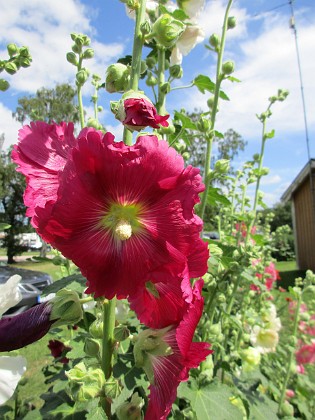 Stockros  
                                 
2016-07-18 Stockros_0014  
Granudden  
Färjestaden  
Öland