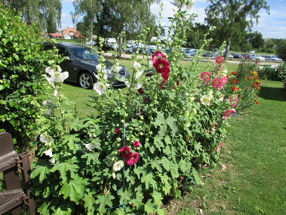 Stockros  
                                 
2016-07-18 Stockros_0016  
Granudden  
Färjestaden  
Öland