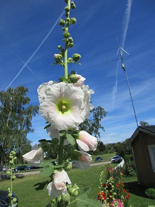 Stockros  
                                 
2016-07-18 Stockros_0017 (2)  
Granudden  
Färjestaden  
Öland