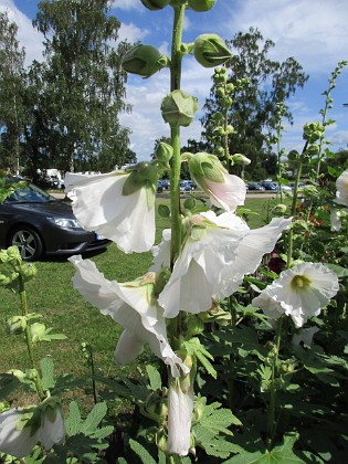 Stockros  
                                 
2016-07-18 Stockros_0017  
Granudden  
Färjestaden  
Öland