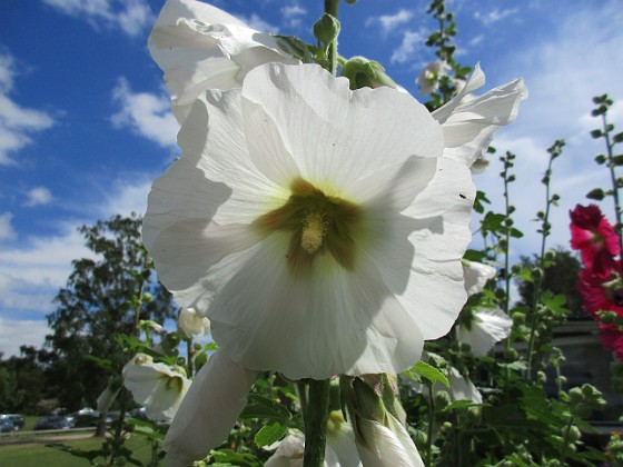 Stockros  
                                 
2016-07-18 Stockros_0018  
Granudden  
Färjestaden  
Öland