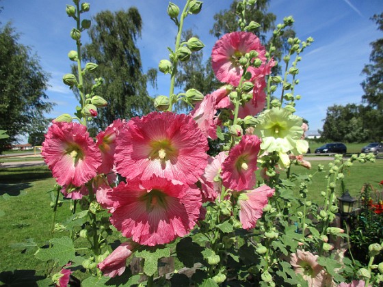 Stockros  
                                 
2016-07-18 Stockros_0022 (2)  
Granudden  
Färjestaden  
Öland