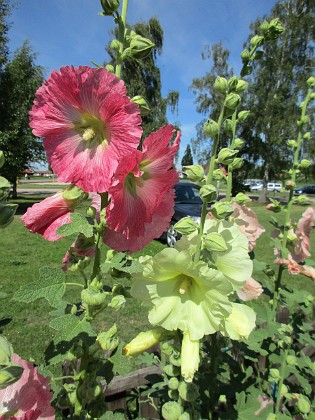 Stockros  
                                 
2016-07-18 Stockros_0024 (2)  
Granudden  
Färjestaden  
Öland