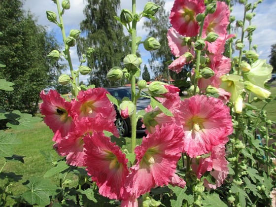 Stockros  
                                 
2016-07-18 Stockros_0024  
Granudden  
Färjestaden  
Öland