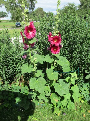 Stockros  
                                 
2016-07-18 Stockros_0029  
Granudden  
Färjestaden  
Öland